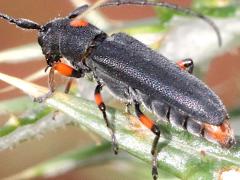 (Pustulata Longhorn Beetle) rear