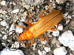 (Cantharini Soldier Beetle) dorsal