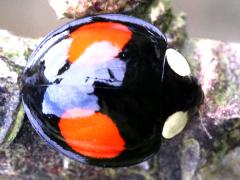 (Saucia Lady Beetle) dorsal