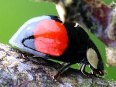 (Saucia Lady Beetle) lateral