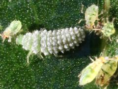 (Coccinellidae Lady Beetle) larva