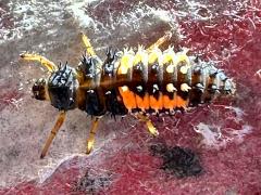 (Asian Lady Beetle) larva crawling