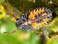 (Asian Lady Beetle) larva dorsal