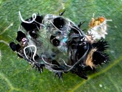 (Asian Lady Beetle) pupa internal