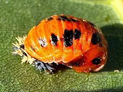 (Asian Lady Beetle) pupa lateral
