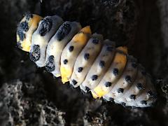 (Seven-spotted Lady Beetle) larva dorsal