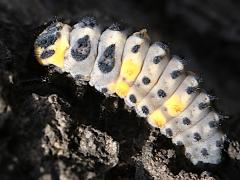 (Seven-spotted Lady Beetle) larva lateral