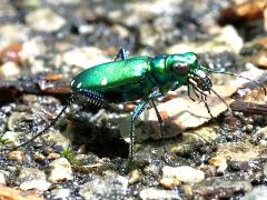 (Six-spotted Tiger Beetle) frontal
