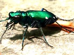 (Six-spotted Tiger Beetle) lateral