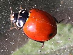 (Spotless Lady Beetle) dorsal