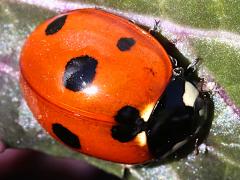 (Seven-spotted Lady Beetle) dorsal