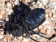 (Stenomorpha Darkling Beetle) ventral