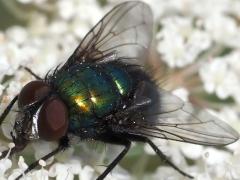 (Lucilia Greenbottle Fly) face