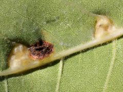 (Contarinia Gall Midge) underside gall on Box Elder