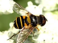 (Transverse Flower Fly) female dorsal