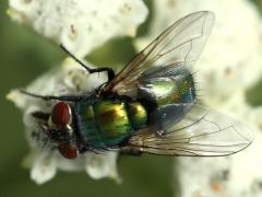(Lucilia Greenbottle Fly) on Wild Quinine