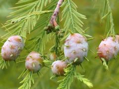 Cypress Twig Gall Midge galls on Bald Cypress