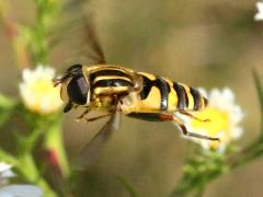 (Narrow-headed Marsh Fly) female flying