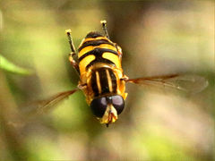 (Narrow-headed Marsh Fly) female gliding