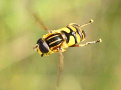 (Narrow-headed Marsh Fly) female hovering