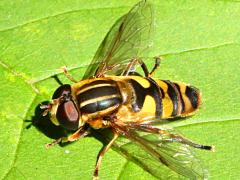 (Narrow-headed Marsh Fly) male