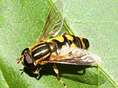 (Narrow-headed Marsh Fly) male dorsal