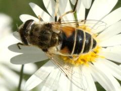(European Drone Fly) on Hairy Aster