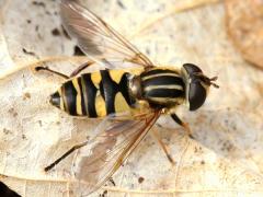 (Narrow-headed Marsh Fly) female