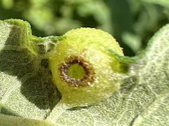 Sawtooth Sunflower Midge underside gall on Sawtooth Sunflower