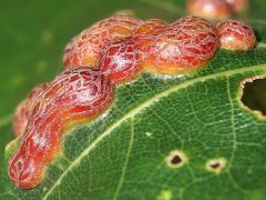 Oak Leaf Gall Midge upperside galls on Red Oak