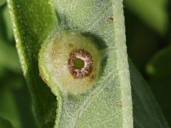 (Sawtooth Sunflower Midge) underside gall on Sawtooth Sunflower