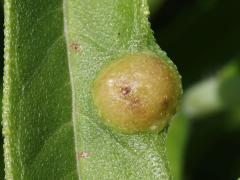 (Sawtooth Sunflower Midge) upperside gall on Sawtooth Sunflower