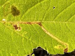Liriomyza Leafminer Fly underside mine on Giant Ragweed