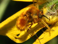 (Bee Fly) dorsal