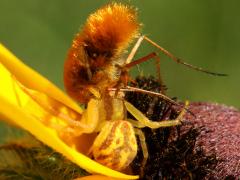 (Bee Fly) (Northern Crab Spider eats)