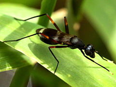 (Stilt-legged Fly) lateral