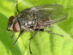 (Cluster Fly) basking