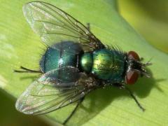 (Marsh Greenbottle Fly) dorsal