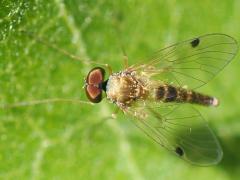 (Modestus Snipe Fly) dorsal