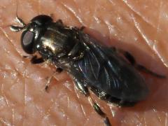 (Eumerus Syrphid Fly) female dorsal