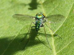 (Comatus Long-legged Fly) female
