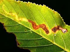 (Buckeye Leafminer Fly) backlit mine on Ohio Buckeye