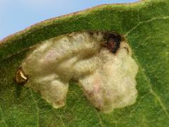 (Milkweed Leafminer Fly) mine on Common Milkweed