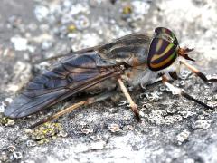 (Striped Horse Fly) female lateral