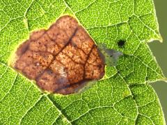 Agromyza Leafminer Fly backlit mine on Hackberry