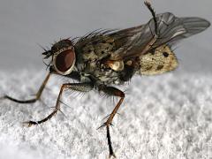 (Hunter Tiger Fly) female lateral