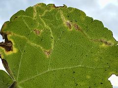 (Mallow Leafminer Fly) underside mine on Velvet Leaf