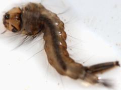 (Culicine Mosquito) larva