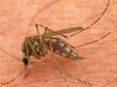 (Inland Floodwater Mosquito) female sucking blood