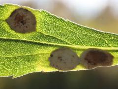 Carbonifera Goldenrod Gall Midge backlit galls on Tall Goldenrod